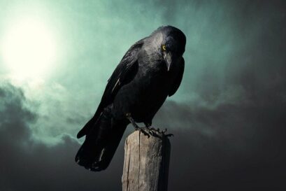 What Do Black Crows Mean Spiritually Spirit Restoration